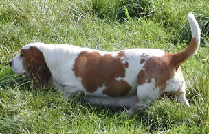 Misty eyed des ombrieres d'asques