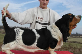 Super nana du haras de la vergne