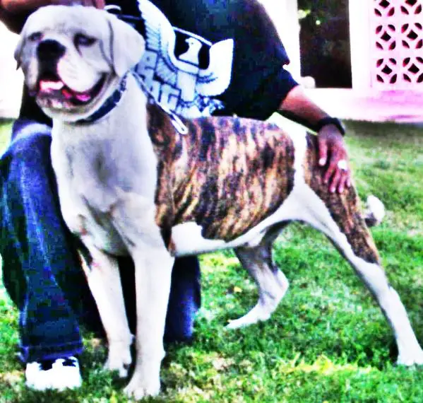 TBB/Lopez's D aka King Monstar Kong