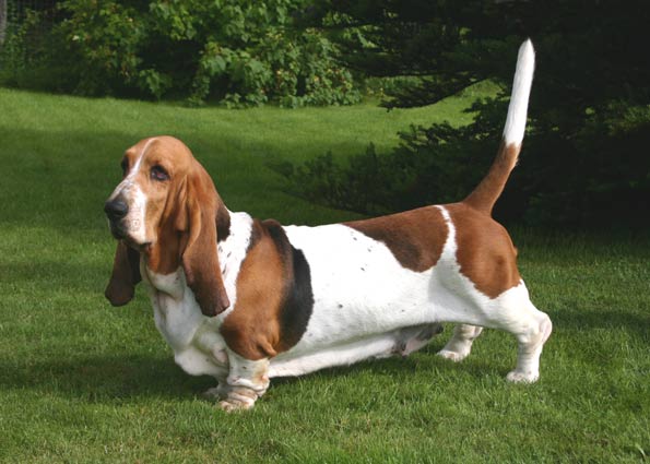 Cray-Tall's Erdener Treppchen