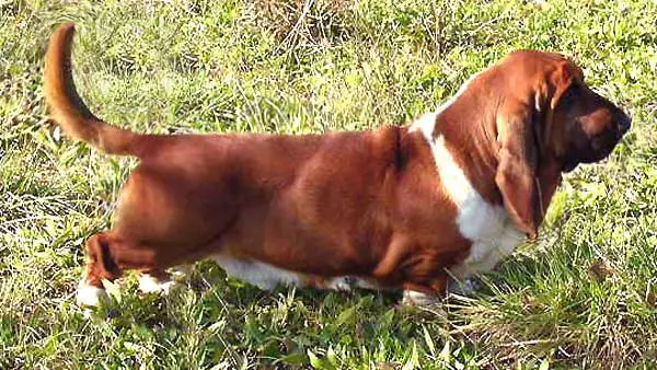 Black Masked Red Della Luna Caprese