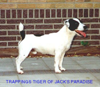 Trappings Tiger Of Jack's Paradise