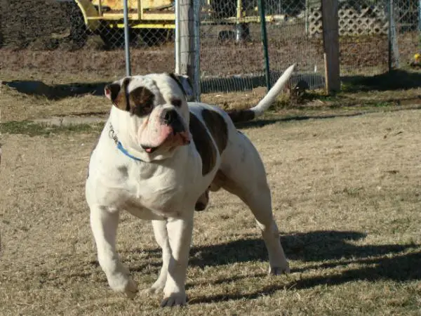 Dailey's Brooster of DBLBB PH.37/.37