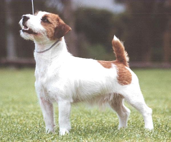 Mahkoolma Jack Denver