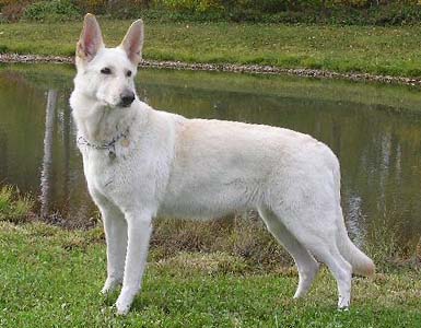 Fleet Wood Mac's Arja