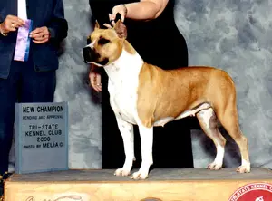 AKC CH Gold Rush's Oklahoma Wildcat