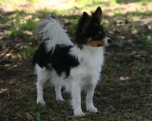 Canisphere's Only Won