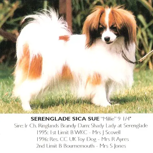 Serenglade Sica Sue