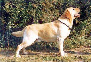 Blondella Butch Cassidy