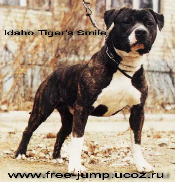 Idaho Tiger's Smile