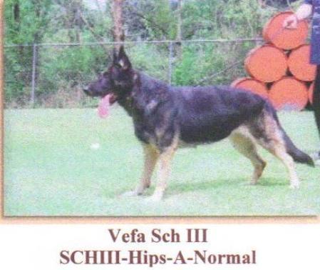 SG Vefa von der Heidenschanze