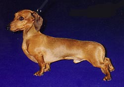 INTER,ITA,MON,CLUB Oscar du Val de Roc-Brun