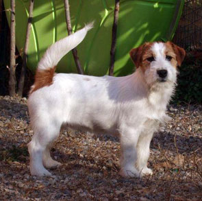 TouchStar Orinoco