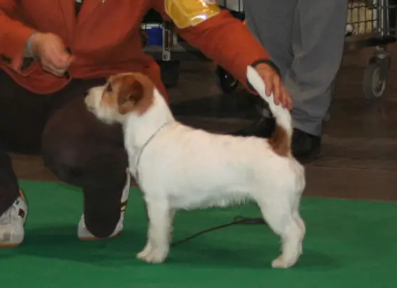 TouchStar Bohemian Rhapsody