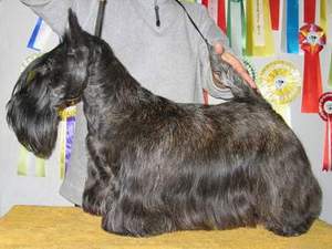 INT CH Marland Mona Mia