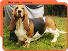 Bewitch's Valentina