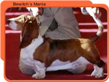 Bewitch's Mania
