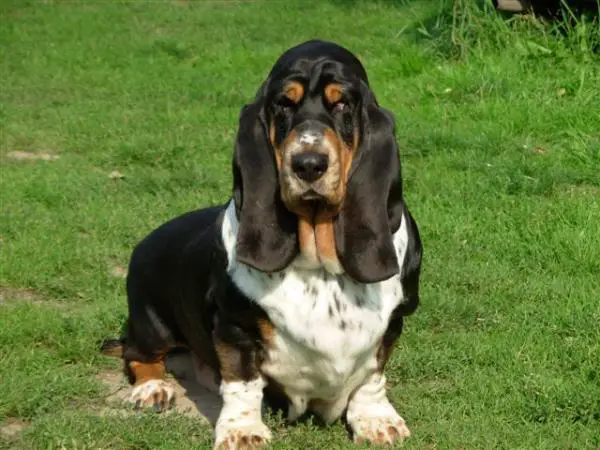 Agrafka Z Polany Klapouchego