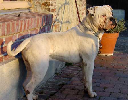 EABC CH Bulldog City's Gipsy aka Hermann