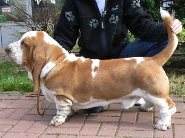 CH (POL) DROOPY Wesole Smutasy