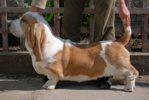 Zepellin Moravia Bray