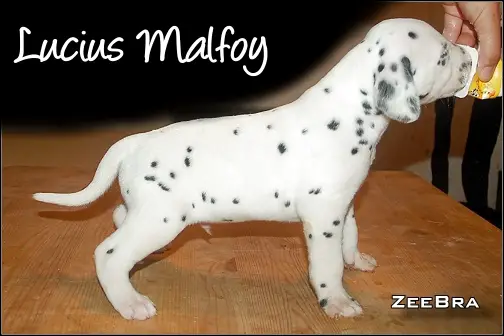Lucius Malfoy of Wolfcubs