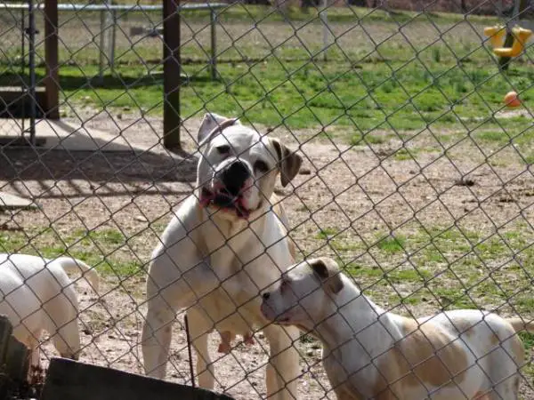 Nyga's Lucky Girl of Brave Heart