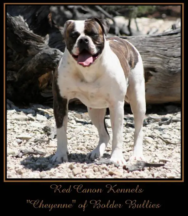Red Canon Kennel's Cheyenne of Bolder Bullies