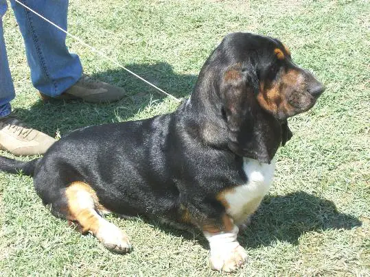 AMERICAN GIGOLO di Montefalco