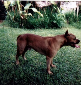 Big 'R' Koa