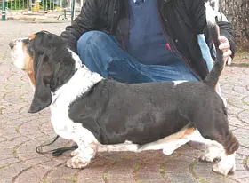 Beggs van hollandheim