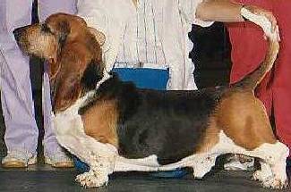 Beaujangle's J.P Beaureguard