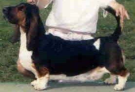 Olde Fashion Luna Mystique