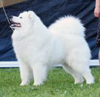 5 CACIB CHRUS Belyi Volk Povelitel Vseya Rusi