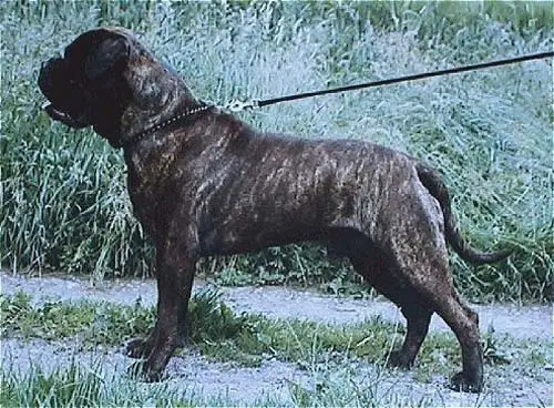 INT CH Bullgest Mr Big