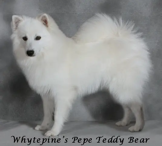UKC CH 'PR' Whytepine's Pepe Teddy Bear