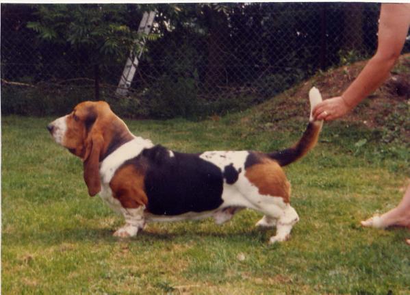 Verulam Gawaine (Can.Imp)