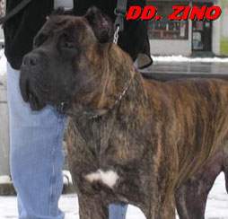 D.D. Zino
