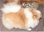 Finch's Kick It Parti