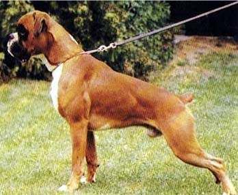 Nemo Lug Ins Land
