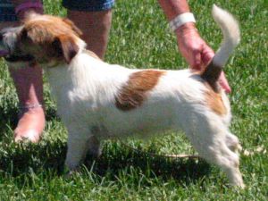 Mahkoolma Jack Just Vida