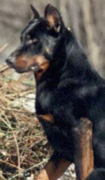 Emir de la Loutre Noire