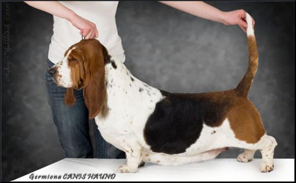 Germiona Canis Haund