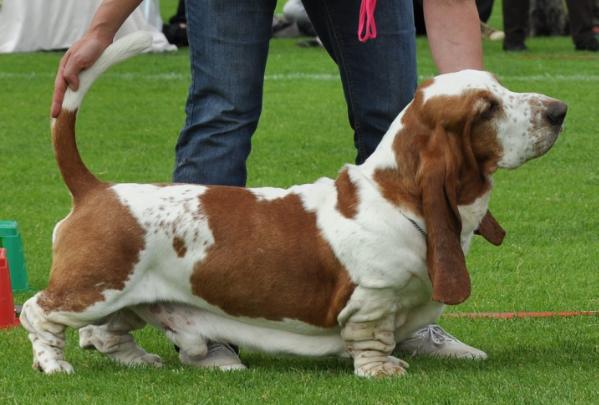 CIE, MULTIW&CH Figaro Klan Sycylijczykow