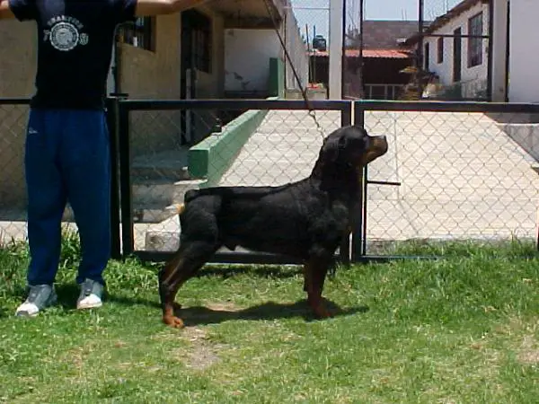 Tomages Mandela Mex. Fci.