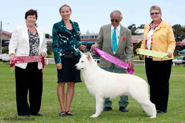 AUSTRALIAN SUPREME CHAMPION Vallgardens Ghostly Gladiator