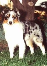 ASCA Ch. Legends Rx For Success