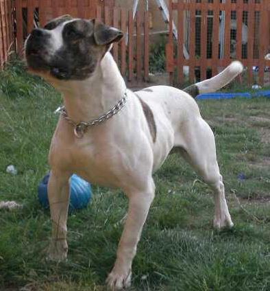 Brick Top's Huggy of Britania