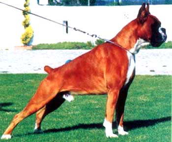 ITALIAN CH Nick del Nettuno