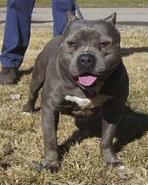 'PR' Clavo's Crystal Martin